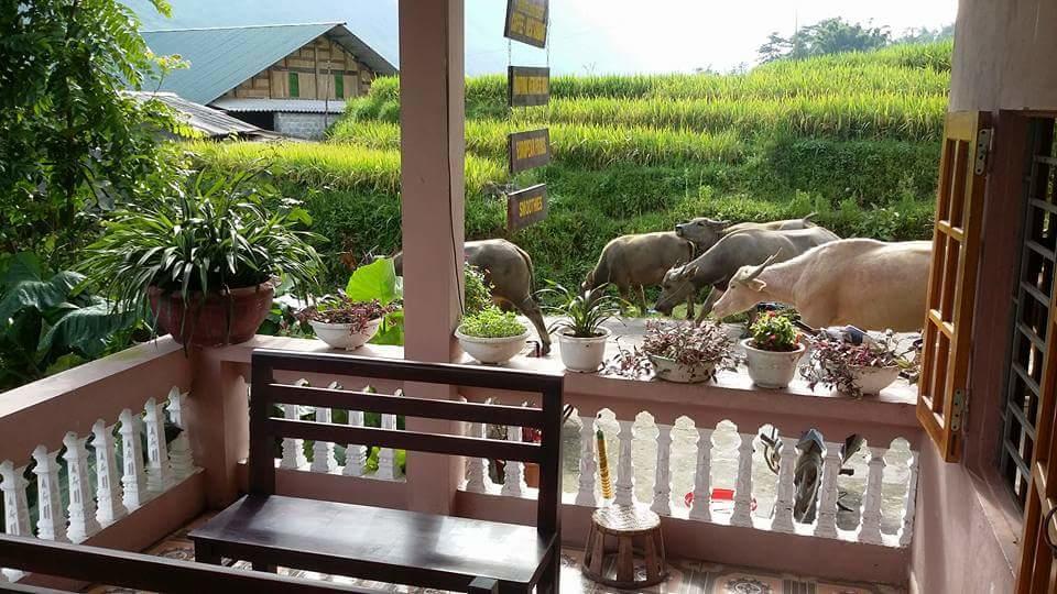 Ta Van Green Hills Homestay Sapa Exteriör bild